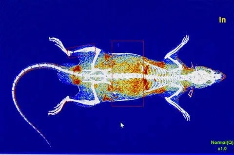 X-ray showing a rat