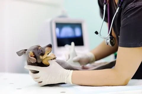 Small dog getting an ultrasound