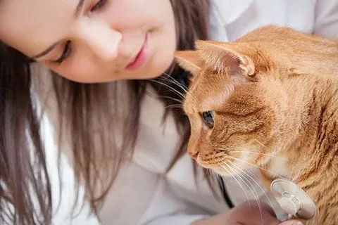 Vet w/orange cat