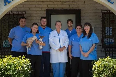  A team of veterinarians