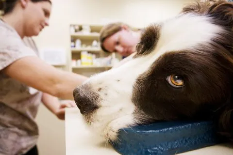 bigstock_Veterinary_Assistants_And_Dog_3803741.jpg