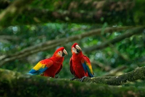 Two macaws on a tree