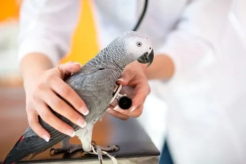 Bird being examined