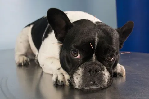 Small dog with acupuncture needles