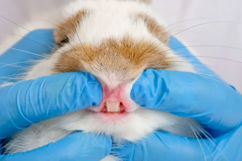 Rabbit with front teeth showing