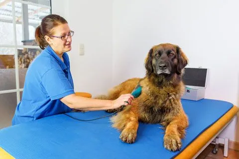 Dog getting laser therapy