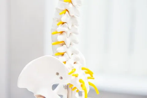 Spine model