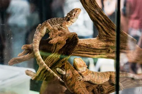 Two lizards in the terranium