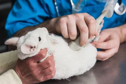 Chinchilla getting an ultrasound