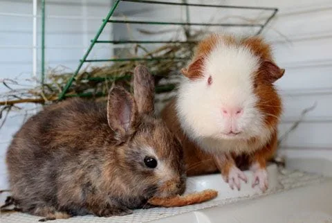 Rabbit and guinea pig in cage