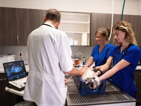 Doctor doing ultrasound while 2 people hold cat