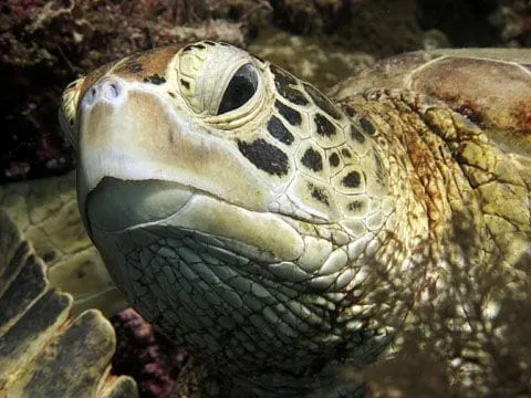 Front view of a turtle