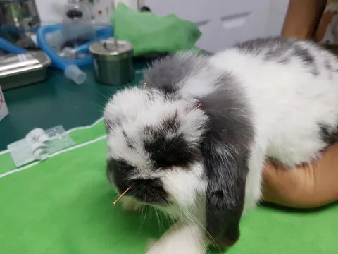 Rabbit with acupuncture needles