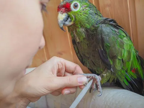 Bird having it's nails filed