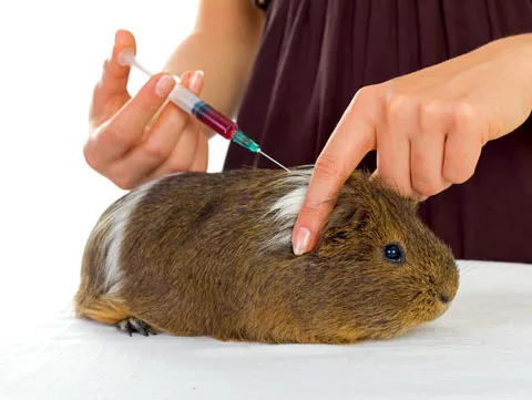 Guinea pig having blood drawn