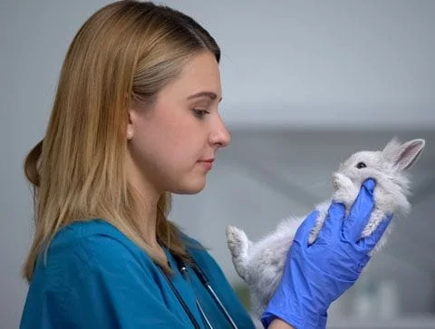 Female doctor holding a rabbit