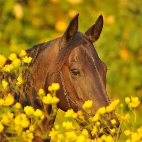 horse in the flower garden