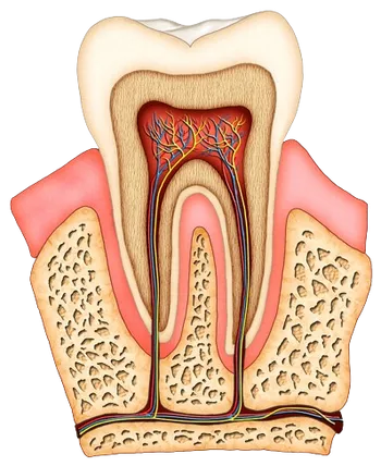 colored illustration of interior of molar tooth showing roots, tissue, nerves and root canal Baytown, TX dentist