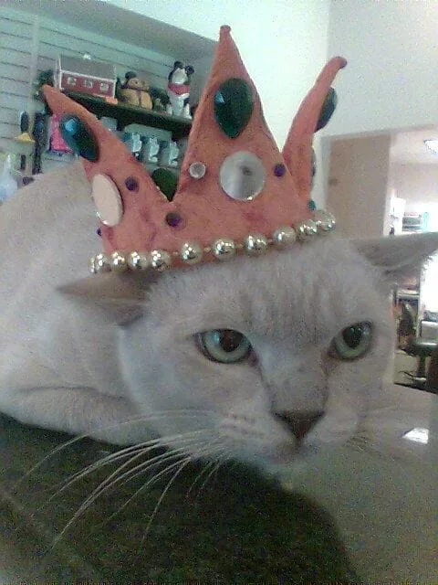 crowncat