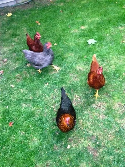 Our Chickens 
