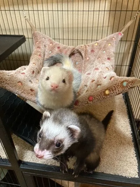 Ferrets