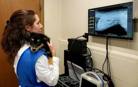 woman analyzing scan of pet