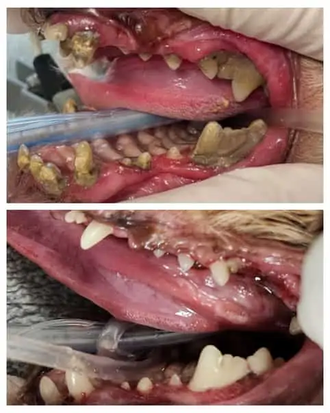 Canine Dental Before and After