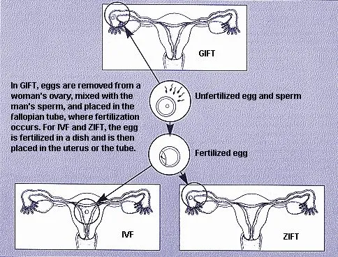 Revised minimum standards for practices offering assisted reproductive  technologies: a committee opinion