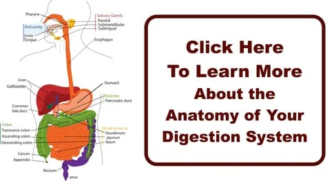 Click here to learn about the anatomy of your digestive system