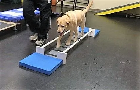 Judge exercising at the Animal Therapy Center