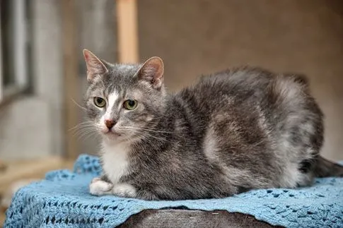 Older cat on blanket