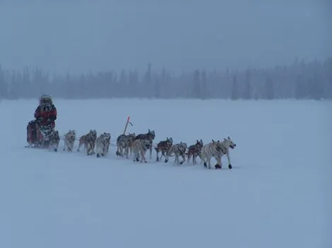 Sled dog team running in snow