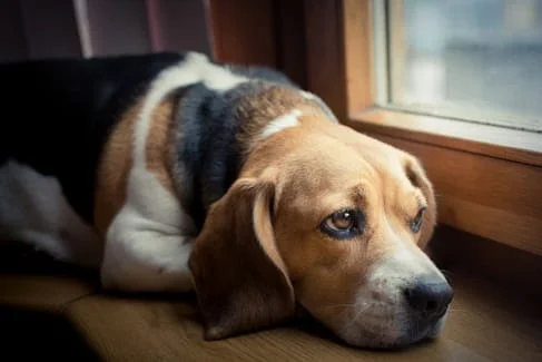 Image of a dog by the window