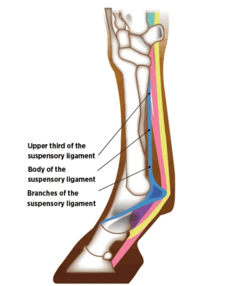 Eq Suspensory ligament