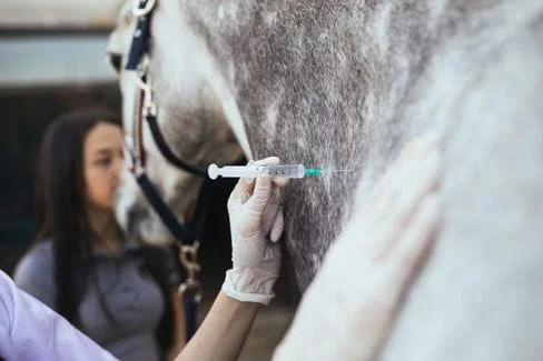Horse getting a vaccine