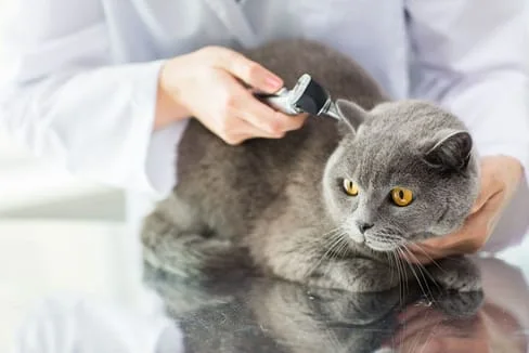 a vet checking the cat's ear