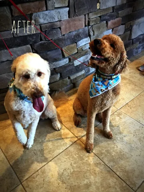 Molly and Theo after groom!