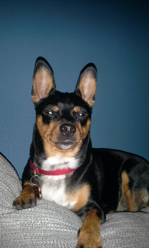 Tricolored Chihuahua male