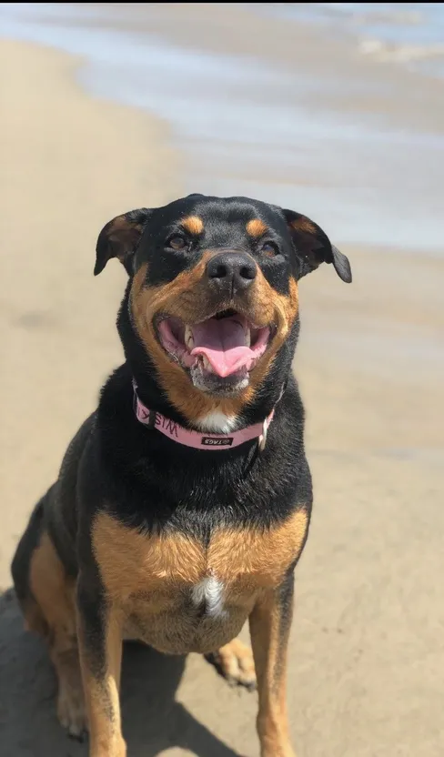 female rottweiler