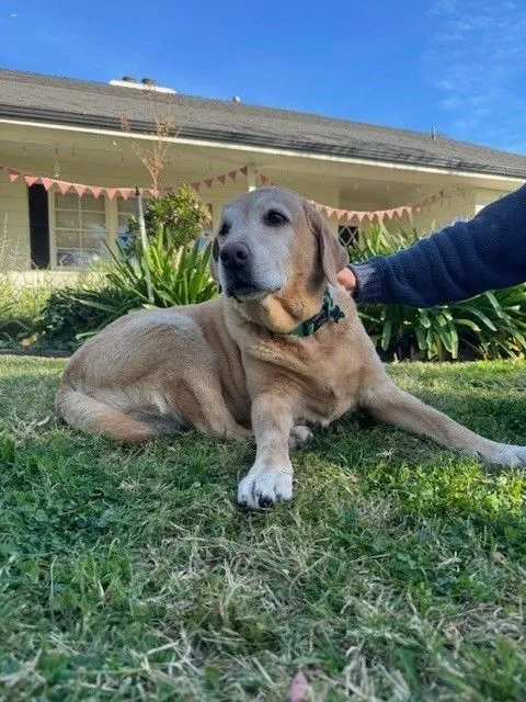 senior labrador retriever