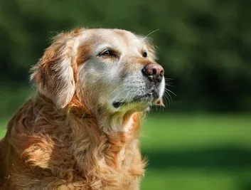 Older Golden Retriever dog looking out