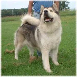 Alaskan Malamute