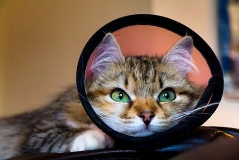 Spayed kitten in a cone