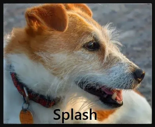 Splash