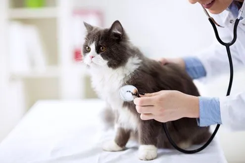 cat getting a wellness exam