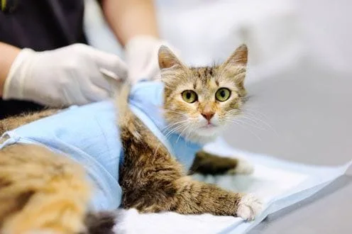 Cat wearing a bandage