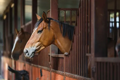 Horse in a stable