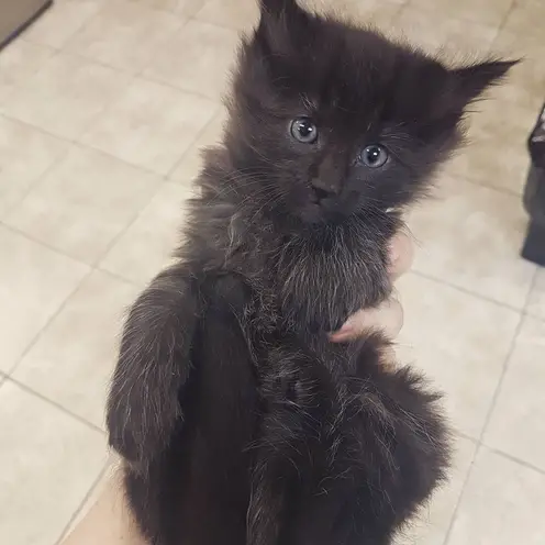 kitten