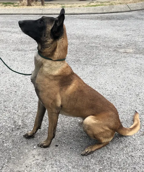 Belgian Malinois