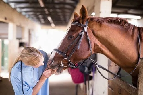Doctor checking horses teeth
